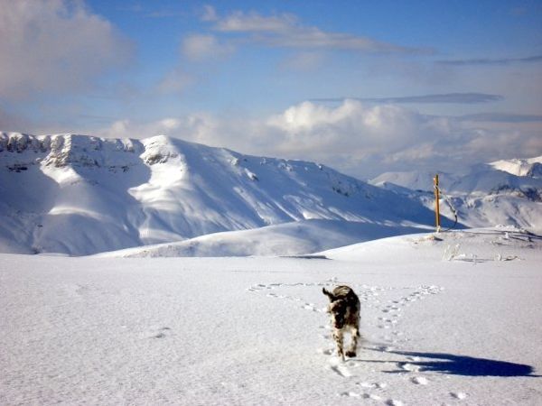 Панорама - собакам лыжи не дозволены